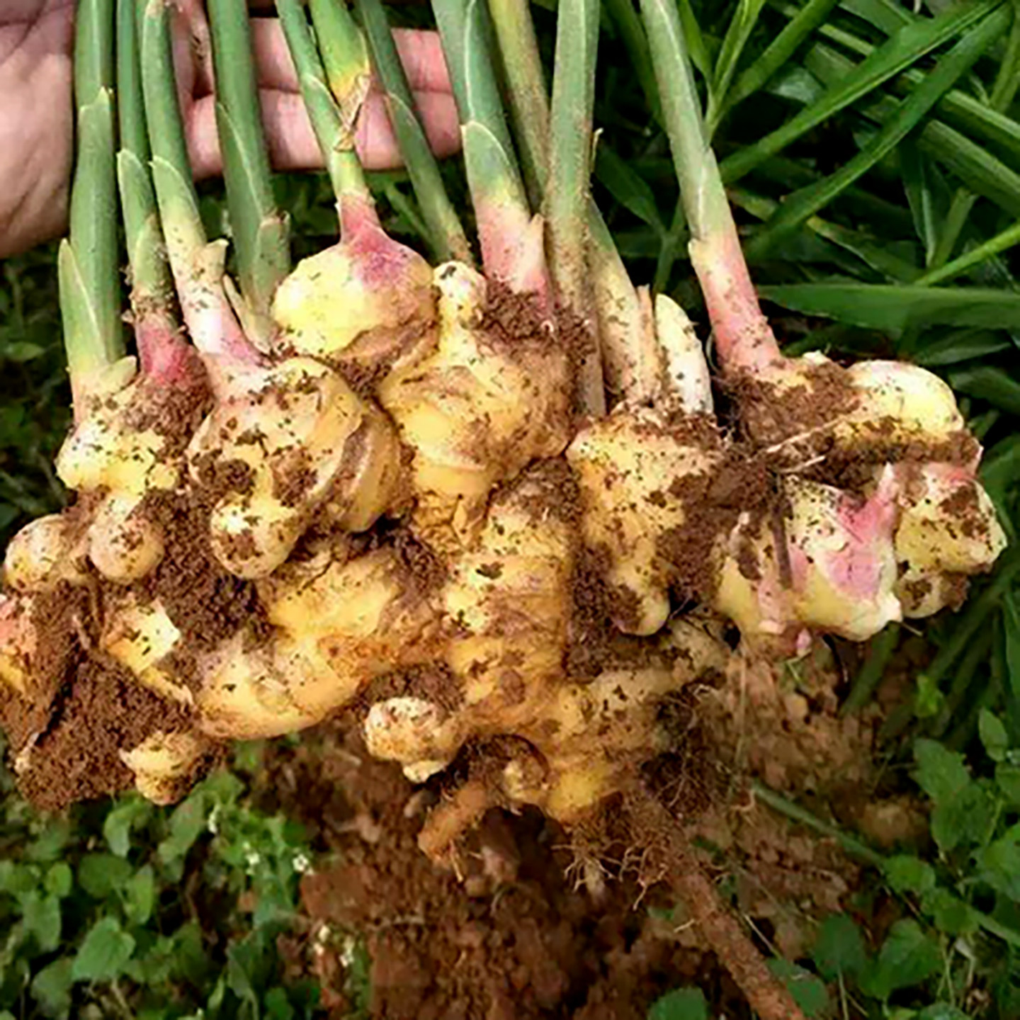 正宗温州文成本地新鲜月子姜老姜嫩姜农家种植醋泡姜江浙沪皖包邮