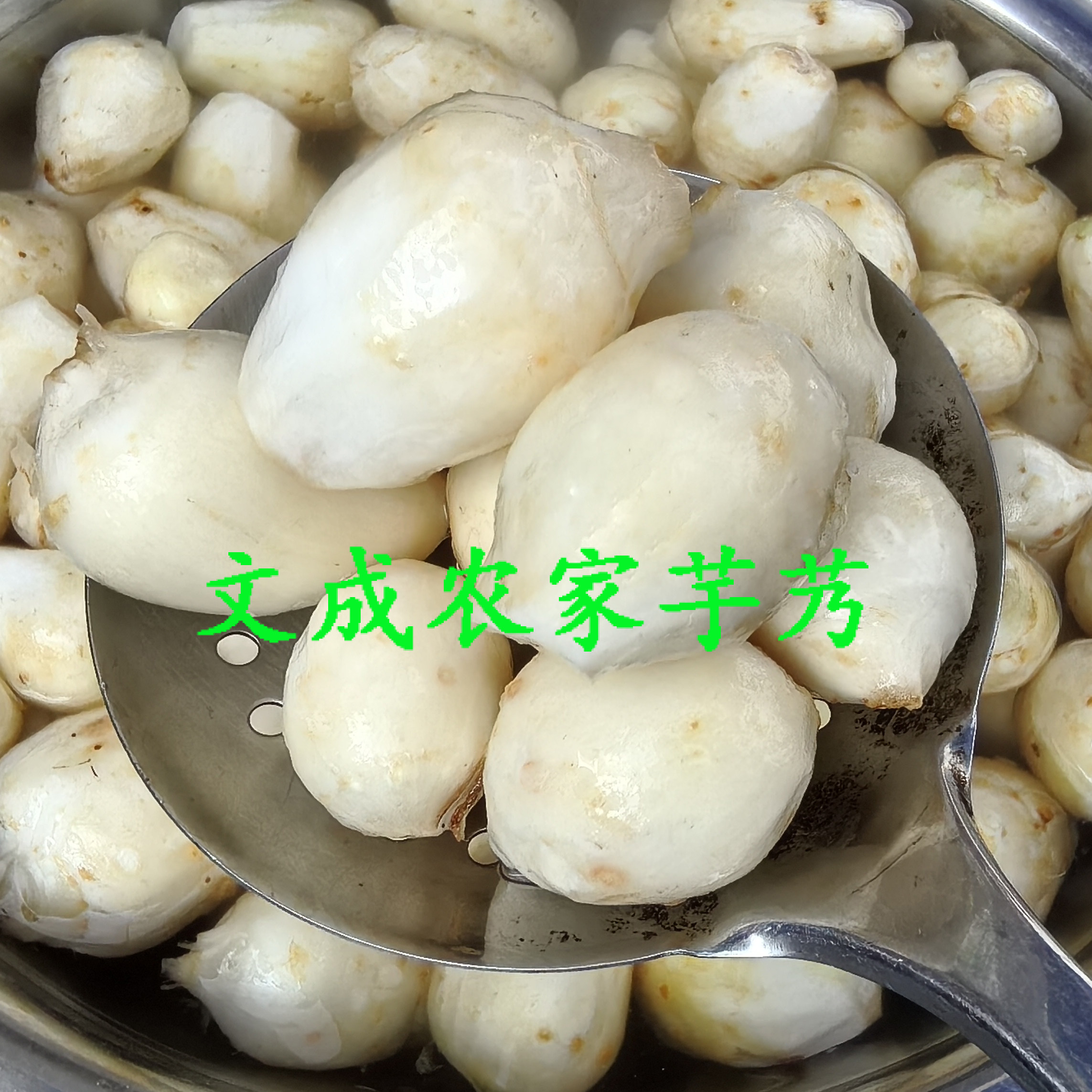 温州文成新鲜芋头芋艿牛奶粉糯早芋子迷你小毛芋农家种植酒店供货