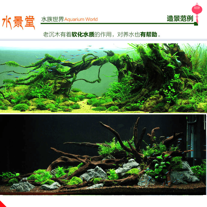 沉木造景套餐鱼缸大中型懒人免换水 水草泥超白缸疯狂水草石头