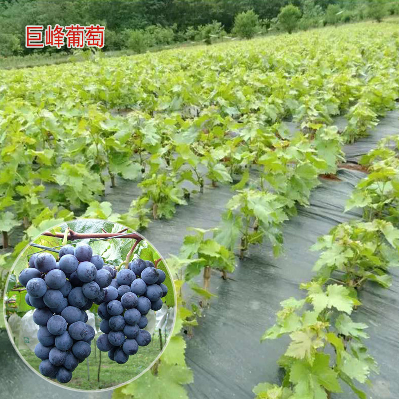 巨峰葡萄树苗地栽多少钱 巨峰葡萄树苗地栽优惠券免费领取 有条鱼