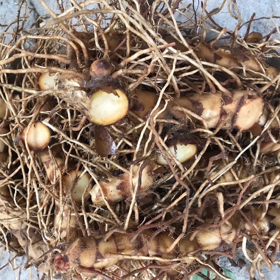 新鲜现挖闭鞘姜头中草药白石笋罗汉姜根闭鞘姜头根发货500克