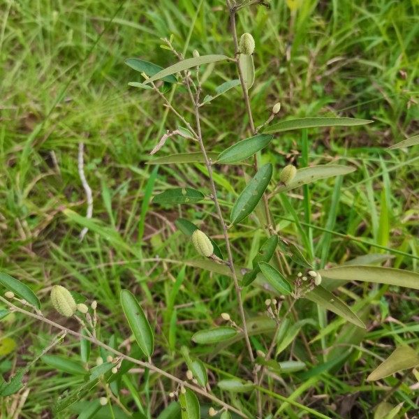 农家自晒山芝麻假芝麻岗油麻山芝麻根山油麻坡油麻大山麻500包邮