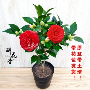 大红赤丹茶花盆栽苗当年开花绿植花卉盆栽阳台客厅庭院大型植物苗