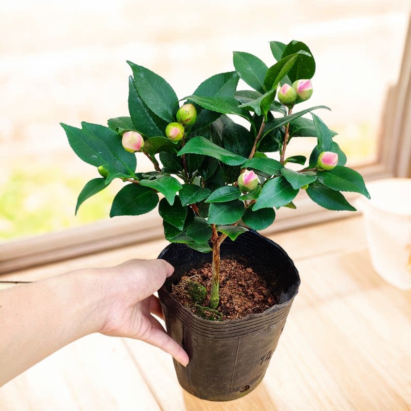 烈香山茶带花苞带香味茶花盆栽树苗福建龙岩好养阳台客厅花卉特价
