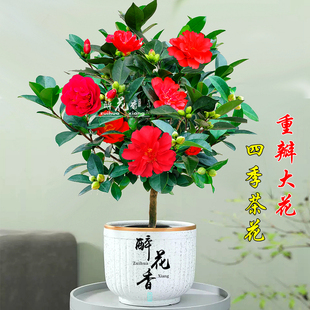 重瓣四季茶花盆栽树苗室内开花绿植阳台客厅花苗庭院花卉大花精选
