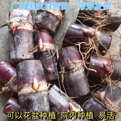 黑皮甘蔗苗新鲜发货带芽发货