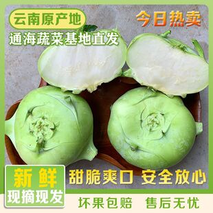 云南省新鲜蔬菜苤蓝水果大头菜疙瘩菜芥菜头泡菜撇了现摘现发
