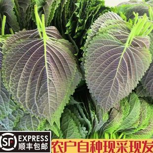 新鲜苏子叶韩国烤肉叶东北包饭叶紫苏叶日本料理嫩叶大叶青菜