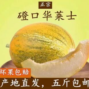 顺丰内蒙正宗磴口华莱士蜜瓜巴盟香瓜甜瓜当季新鲜孕妇水果现摘甜