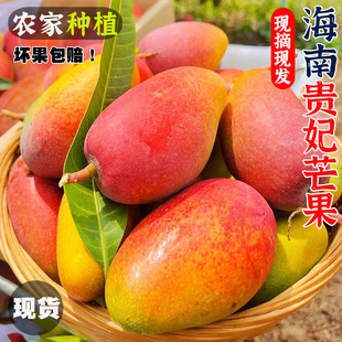 正宗海南贵妃芒9斤新鲜热带水果特产当季整箱树上熟现摘三亚芒果