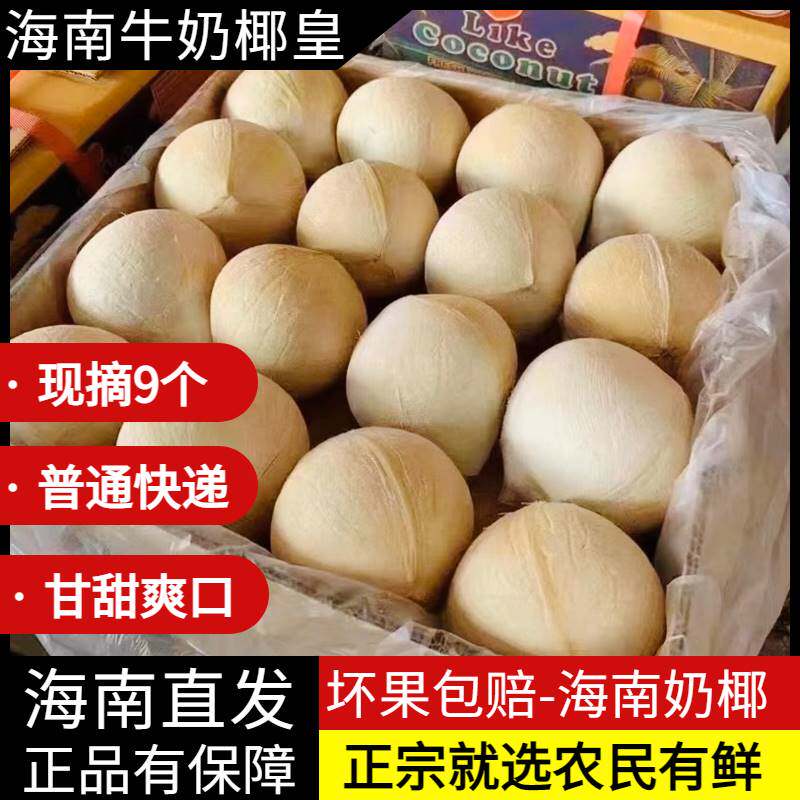 【9个装】海南牛奶椰皇新鲜奶椰现摘三亚奶椰椰青椰子水果孕妇