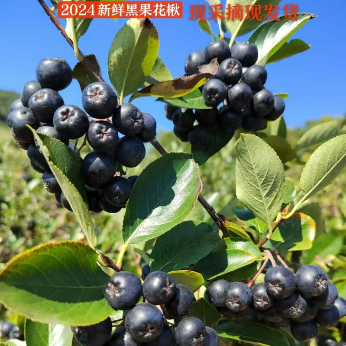 新鲜野樱莓酵素不老莓果