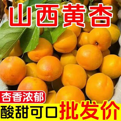 山西半黄杏大黄杏子酸脆杏新鲜水果孕妇当季应季时令金太阳杏5斤