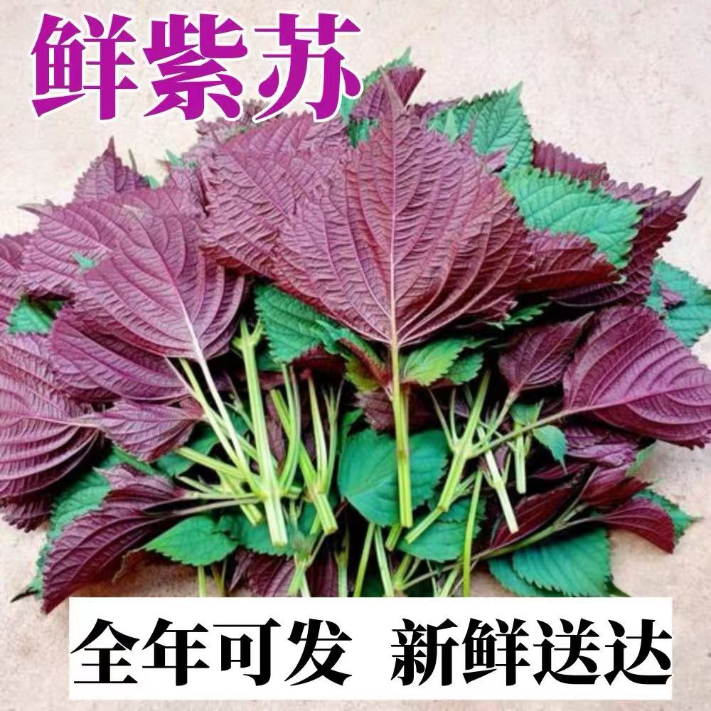 广西新鲜农家紫苏紫苏叶5斤食用现摘牛蛙蔬菜香料食用去腥料包
