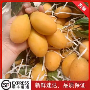 顺丰泰国枇杷芒新鲜迷你小芒果2斤装香甜芒孕妇小孩新鲜水果现摘