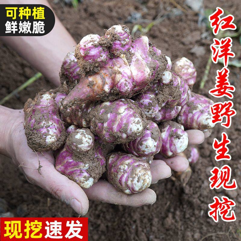 紫皮洋姜新鲜现挖10斤红皮鬼子姜野生姜不辣农家腌制酱菜泡菜咸菜