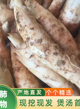 农家新鲜竹薯现挖无渣竹芋5斤当季冬粉薯凉粉薯根茎薯煲汤炒菜鲜