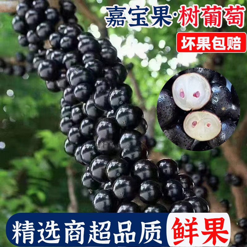 顺丰现摘沙巴嘉宝果鲜果新鲜孕妇水果大果树葡萄鲜果稀有加宝果