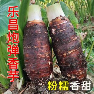 乐昌张溪香芋新鲜现挖蔬菜正宗韶关特产炮弹芋头槟榔芋头粉糯特产