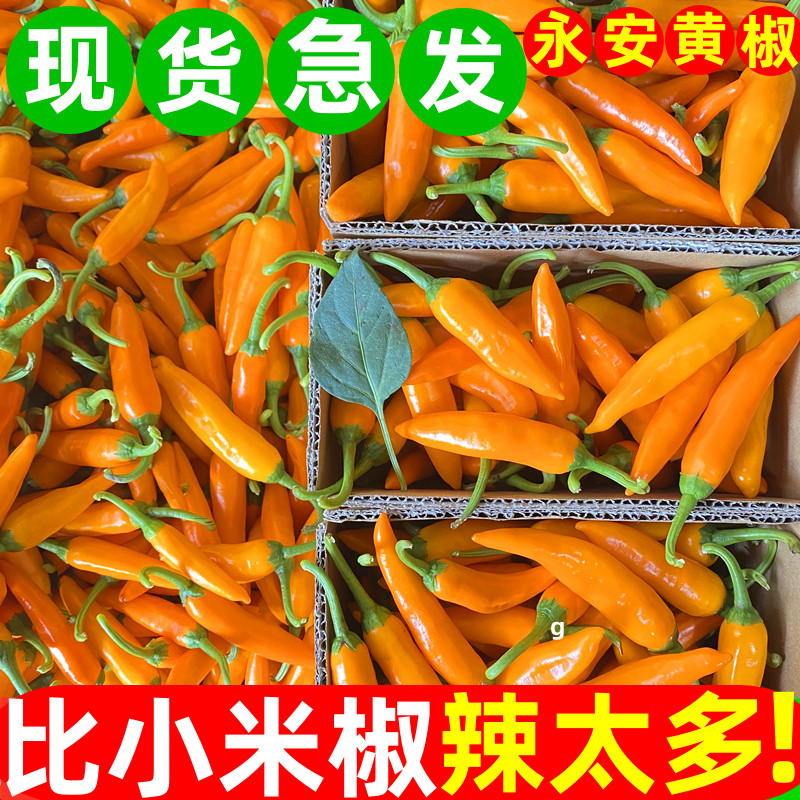福建永安黄椒七彩小米辣图片
