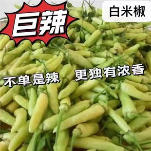 新鲜野山椒特辣小米辣椒现摘白泡椒剁椒尖椒魔鬼朝天椒白米椒5斤