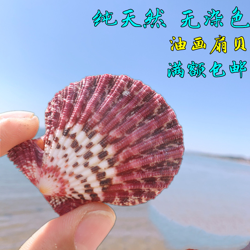 天然小海螺贝壳油画扇贝墙贴婚庆装饰造景收藏彩色扇贝图片
