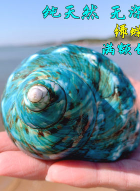 特大绿螺天然贝壳海螺装饰品摆件