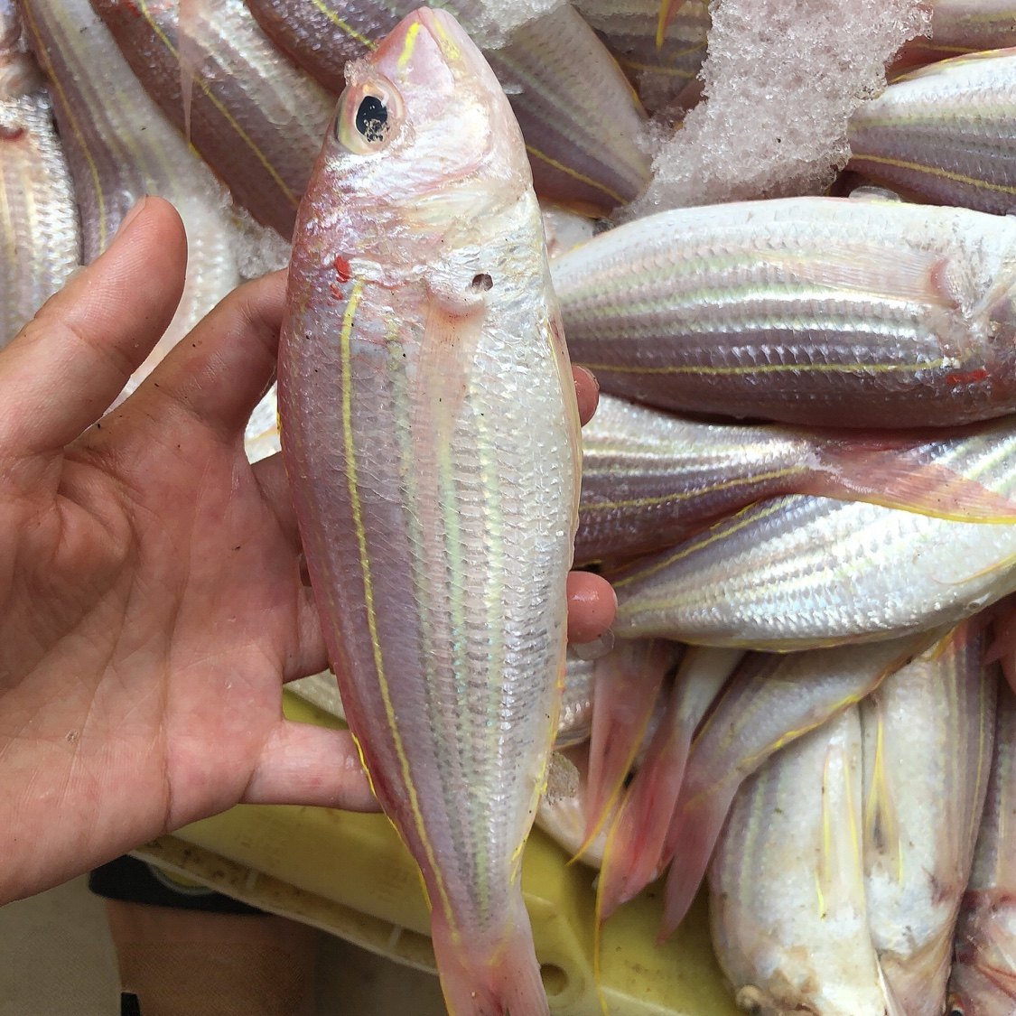 【当日捕捞】北海海鲜特产红三鱼红杉鱼红线鱼大金线鱼 5斤装