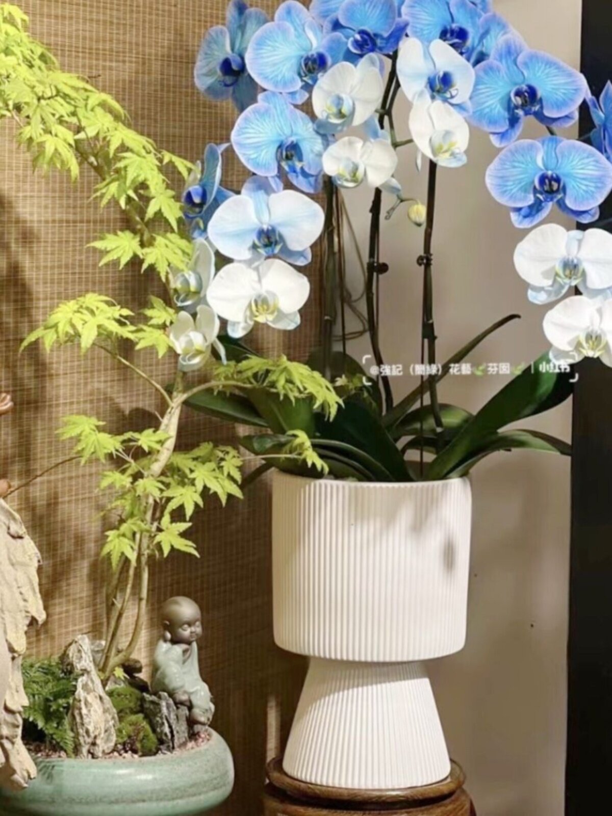 은버드나무 호랑가시나무 나비난초 진주유약 새해맞이 꽃통 가벼운 럭셔리 거실 꽃꽂이 화분 분재 화분