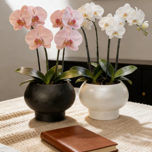 银柳冬青蝴蝶兰珍珠釉新年宵花福桶轻奢客厅插花花器盆栽盆景花盆