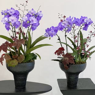 简约花盆大蕙兰蝴蝶兰大口径高端花器植物盆栽高脚盆景网红花器