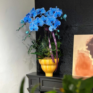 简约花盆大蕙兰蝴蝶兰大口径高端花器植物盆栽高脚盆景网红花器