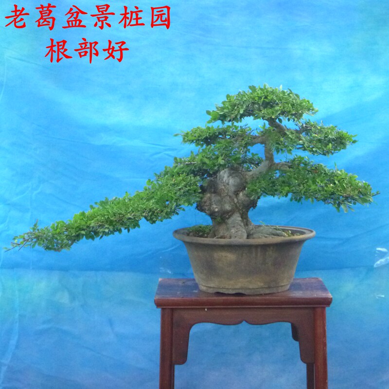 小叶榆树盆景树桩实物 根部好树形好年代长 小叶榆树老桩榔榆