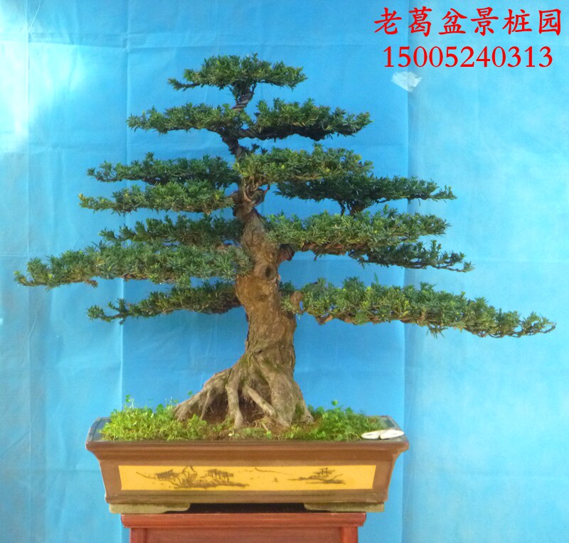 大型米叶罗汉松盆景树桩 实物大根部好 罗汉松造型