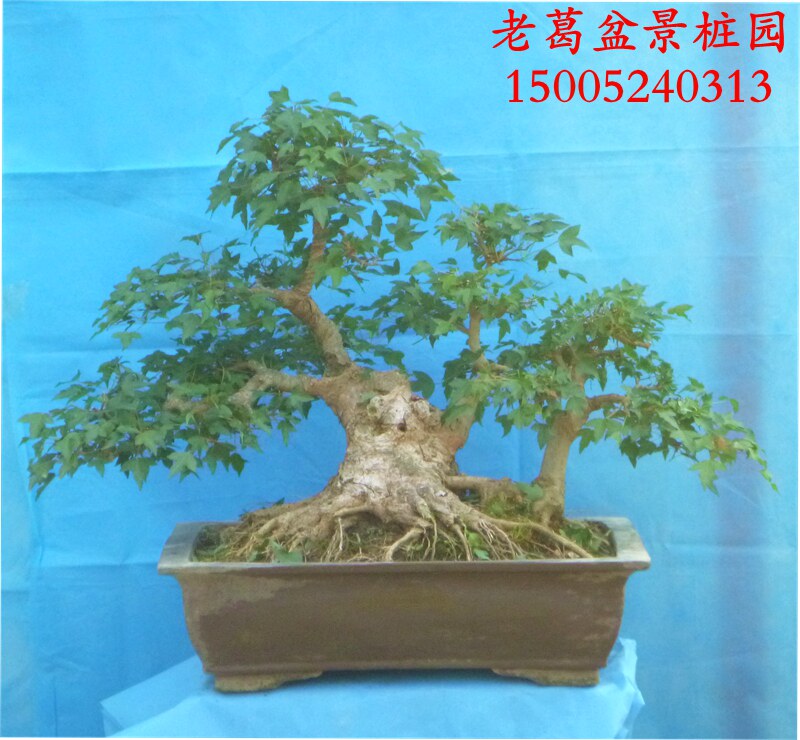 三角枫盆景实物拍摄 根部好树型造型盆景