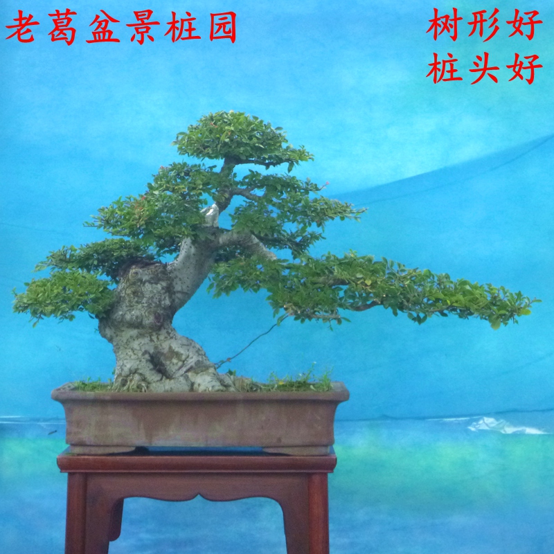 小叶榆树盆景树桩实物拍摄年代长根部好