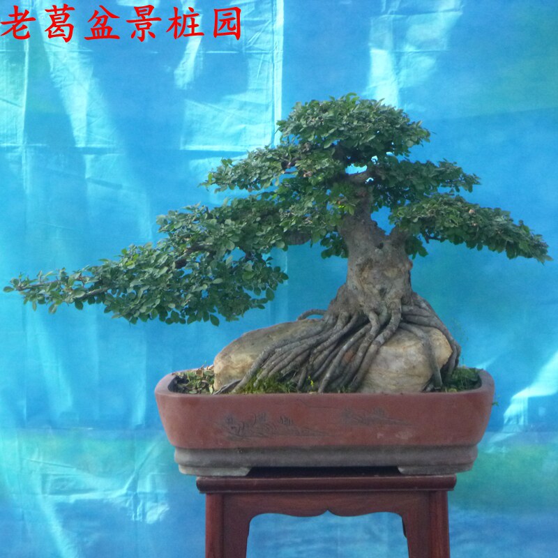 抱石榆树盆景树桩实物大 树形好 年代长