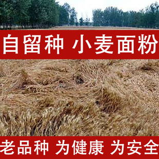 老品种面粉家用5斤农家自磨小麦面粉无添加石磨包子馒头原味胚芽
