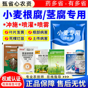小麦根部病害专用药根腐病茎基腐病死苗烂根干尖黄叶杀菌剂纹枯病