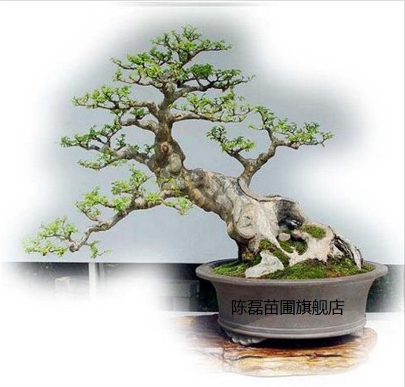 小叶女贞盆景造型 微小型盆景小树桩迷你办公室内桌面绿植小盆栽