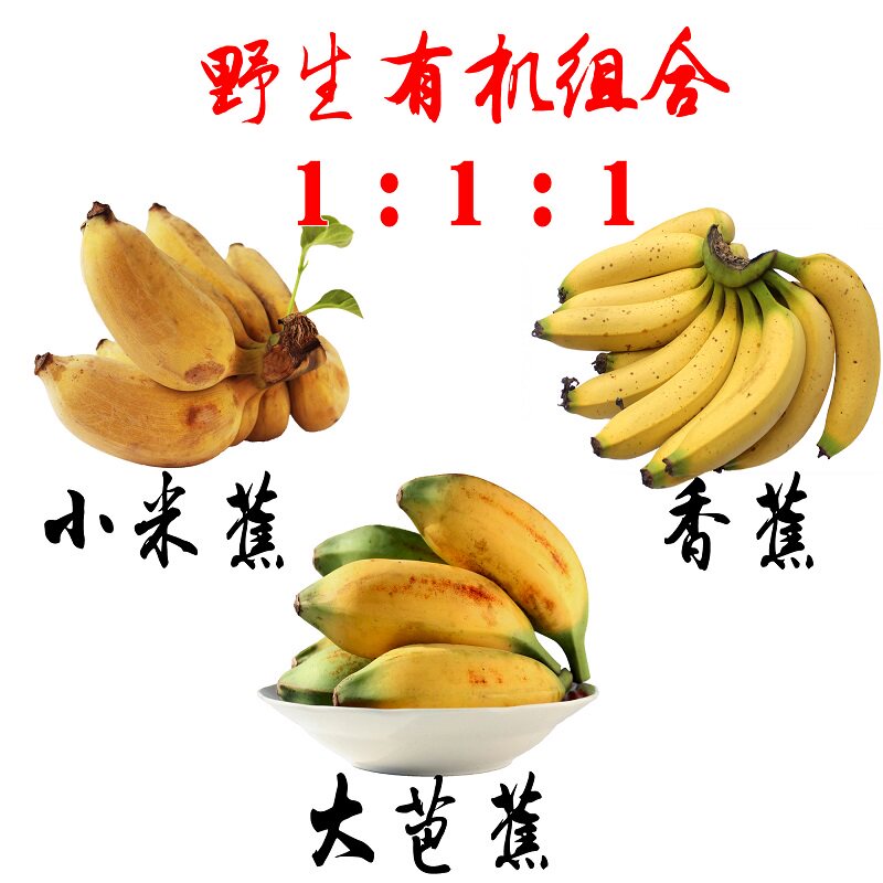 野生粉蕉米蕉 加大芭蕉 加香蕉 生鲜水果组合5斤装包邮