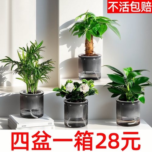水培绿植四盆一箱28元