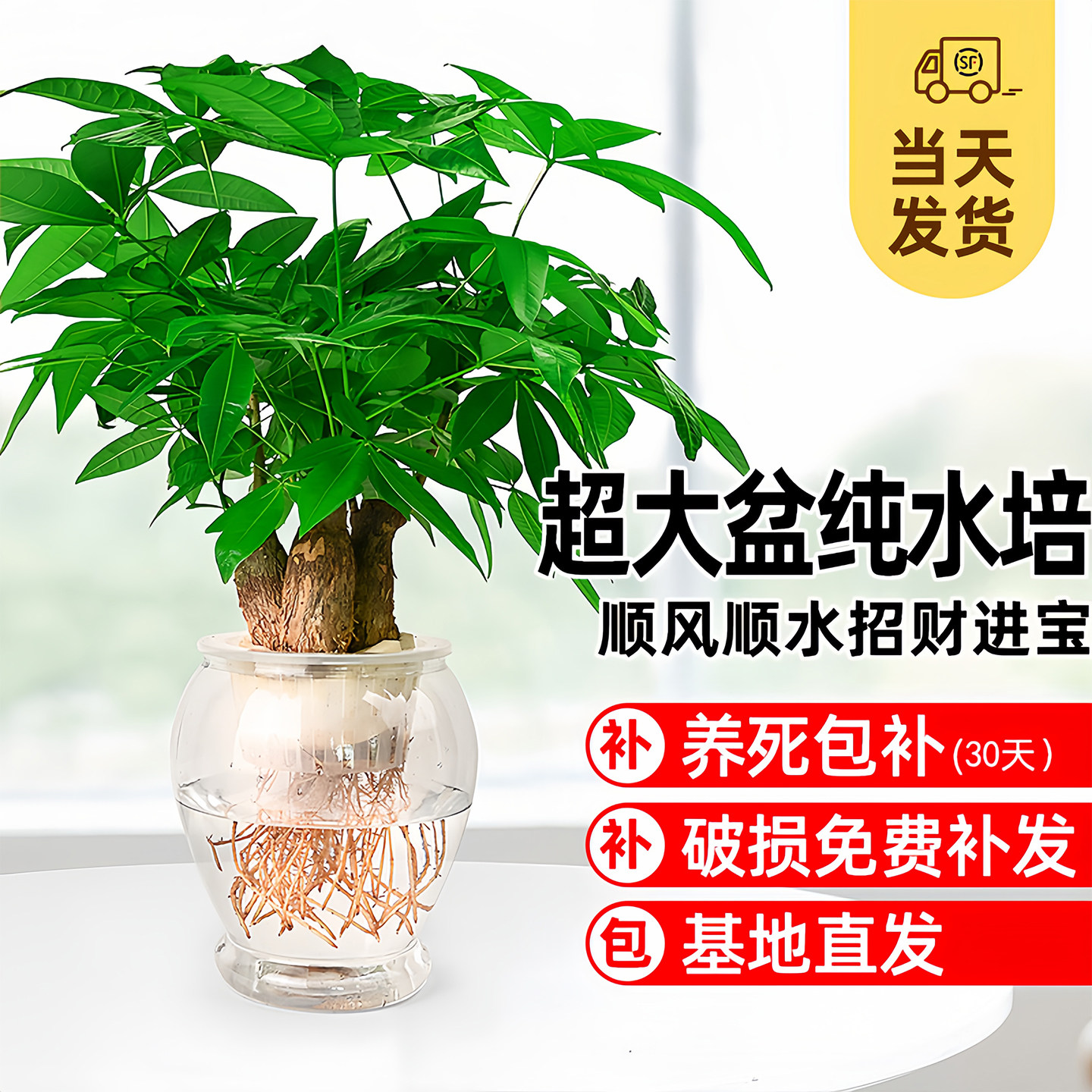 【无土真水培】超大水培发财树盆栽植物室内单杆三杆大棵水养绿植