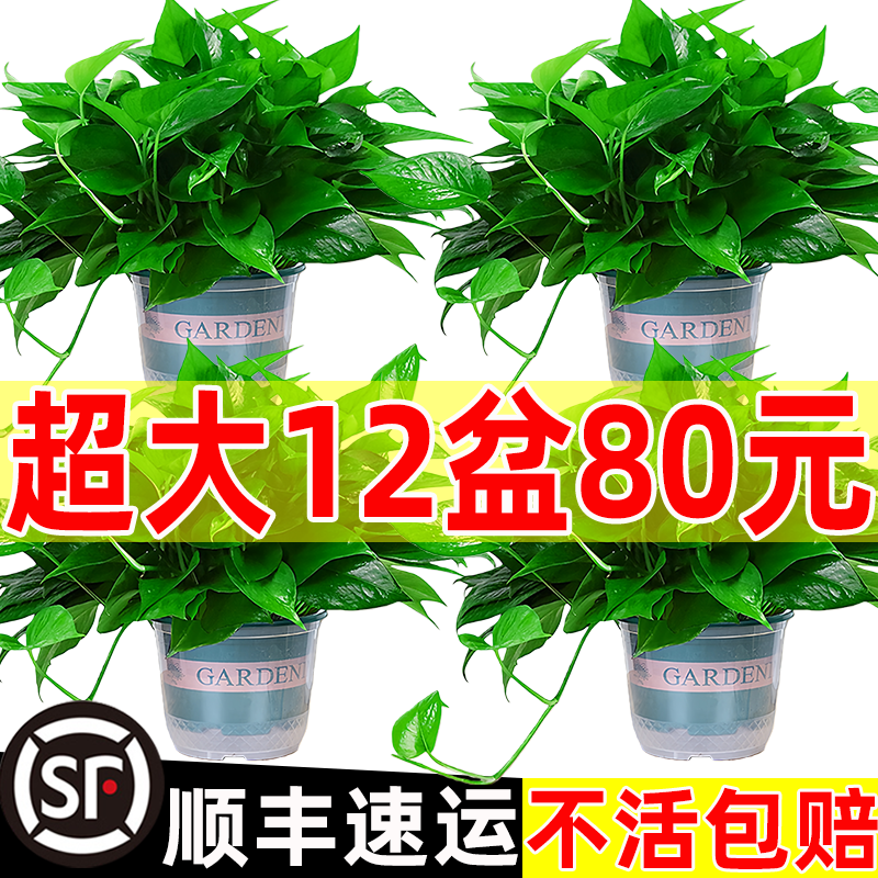 大盆绿萝盆栽室内新房装饰甲醛植物水培绿植绿罗长藤垂吊绿箩批发 - 实物图