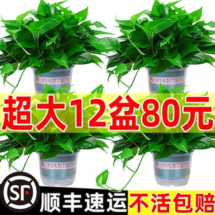 大盆绿萝盆栽室内新房装饰甲醛植物水培绿植绿罗长藤垂吊绿箩批发