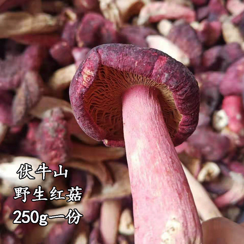 天然红菇伏牛山南阳正红菇红香菌孕妇煲汤食材西峡特产未剪脚250g