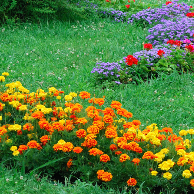 矮生长不高花卉孔雀草种子草花庭院室外花坛盆栽花籽耐热花期很长