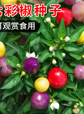 观赏椒可食用盆栽彩色辣椒种子