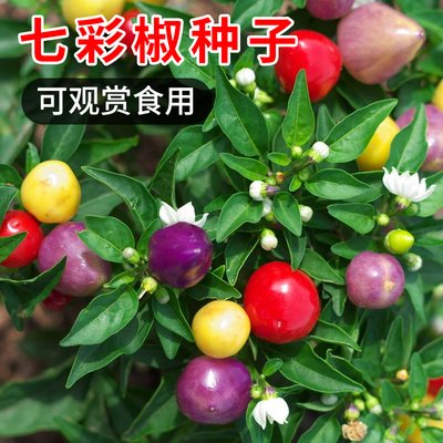 观赏椒可食用盆栽彩色辣椒种子