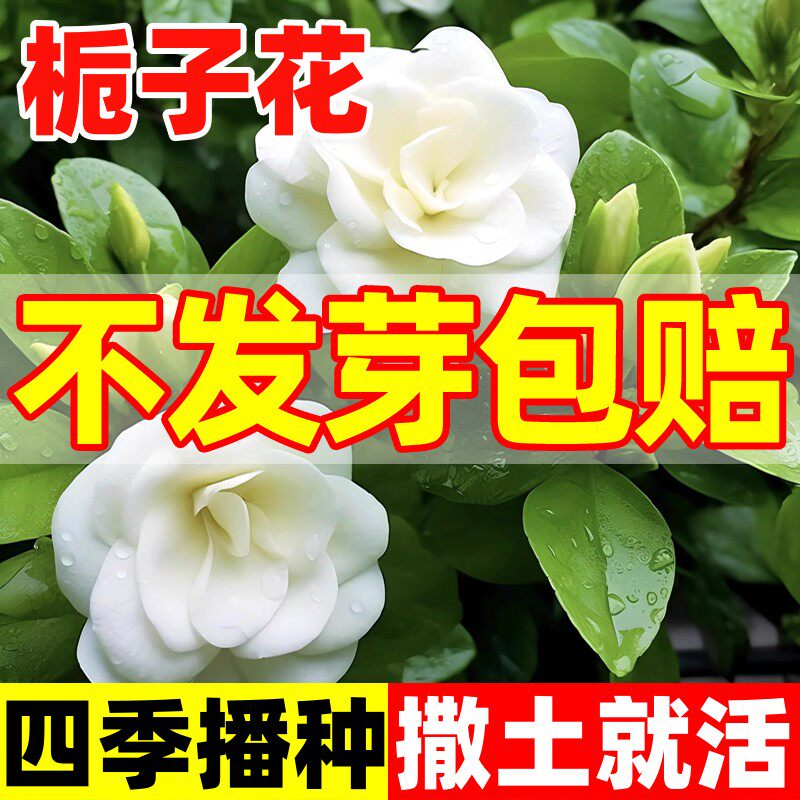 栀子花种四季播种开花植物易活盆栽室内室外花籽花种子籽花卉种孑